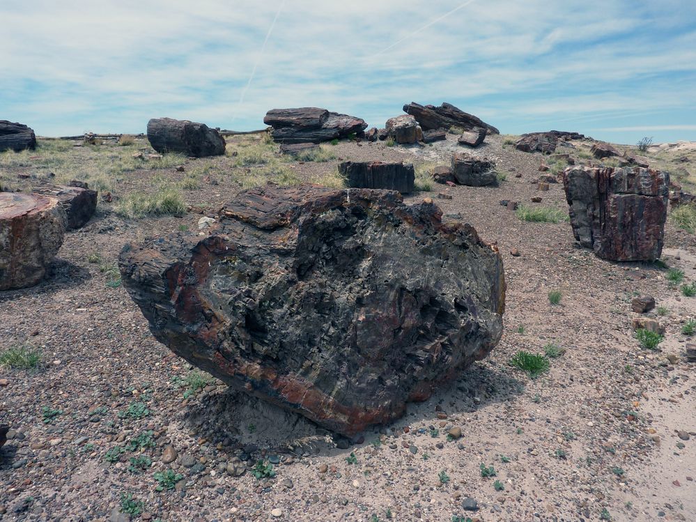 Giant logs FP (2).JPG